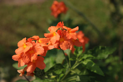 CRGO kanakambaram-firecracker-crossandra Seed(37 per packet)