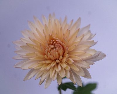 Quentova Chrysanthemum Flower-10E-AHS Seed(75 per packet)