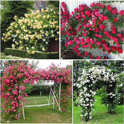 CYBEXIS NDIR-51 - Mix Color Climbing Rose - (900 Seeds) Seed(900 per packet)