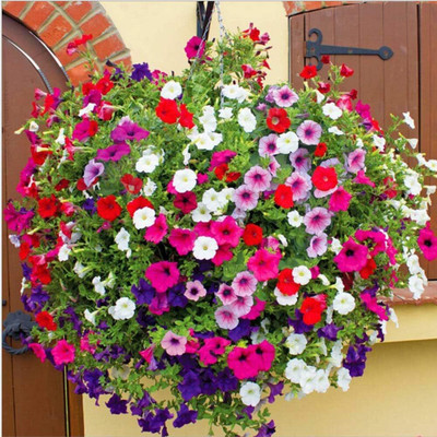 Qualtivate XLR-34 Mixed Petunia Climbing Flower Seeds Seed(50 per packet)