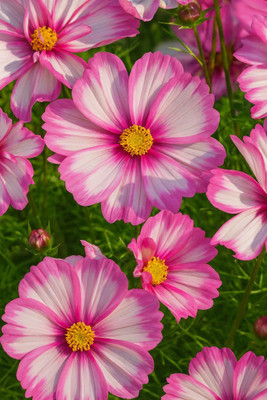 seedkart Pink Cosmos flower seed Seed(10 per packet)