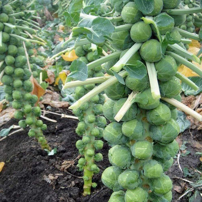 WILLVINE GOI -I Brussels Sprout Cabbage Green [2.5g] Seed(750 per packet)