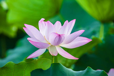 Seedshub lotus,kamal gatta Seed(10 per packet)