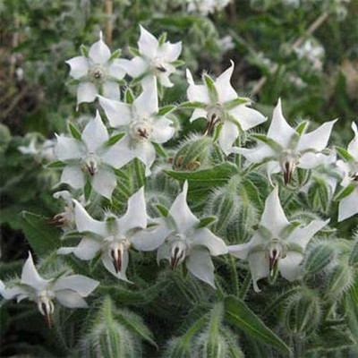 CYBEXIS KGF -71 - White Borage - (1350 Seeds) Seed(1350 per packet)
