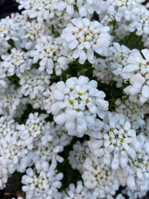 MAA gypsophila flower Seed(200 per packet)