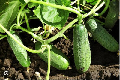 AK ICONIC FASHION Cucumber Seed(50 per packet)