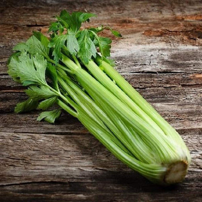 CYBEXIS XLR-91 - Celery Pascal - (750 Seeds) Seed(750 per packet)