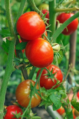 PMA tomato Seed(90 per packet)