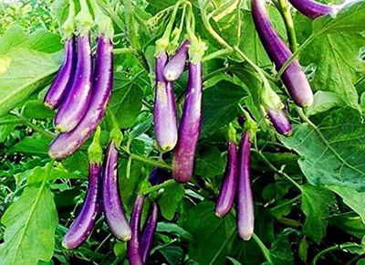 Biosnyg Eggplant Long Purple, Brinjal vegetable ( Seeds) Seed(2000 per packet)