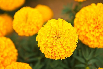 SHREE BALA JI VENTURES marigold,gende ka phool seeds Seed(22 per packet)