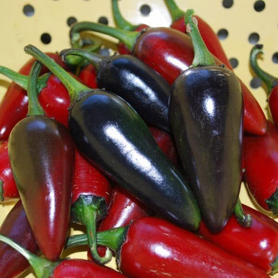 DIVINE CHILLI , PEPPER Seed(30 per packet)