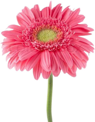Aywal Exotic Gerbera Mix Flower Seed(40 per packet)