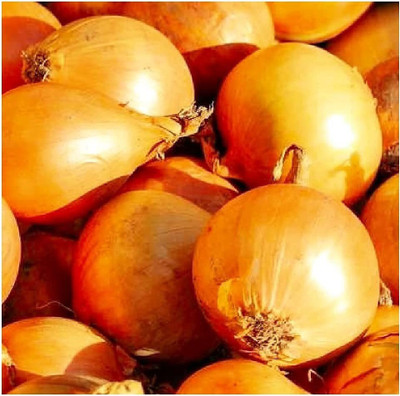 VibeX NBIR-42 - Yellow Sweet Spanish Onion - (4500 Seeds) Seed(4500 per packet)