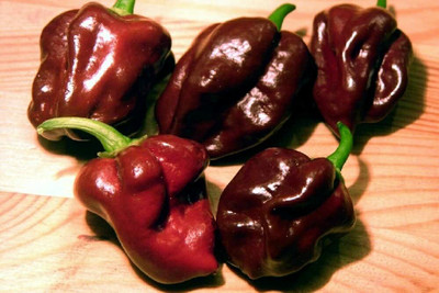 CYBEXIS Chili - Habanero Chocolate - Seeds - Capsicum chinense600 Seeds Seed(600 per packet)