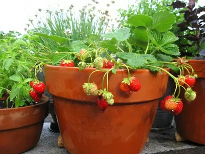 MAA Strawberry, Strawberries Seed(20 per packet)