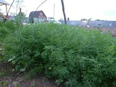 CYBEXIS NBIR-59 - Dill (Anethum graveolens) - (750 Seeds) Seed(750 per packet)