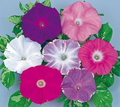 Quentova Japanese Morning Glory *MIXED* Ipomoea Nil-LTK-9H Seed(75 per packet)