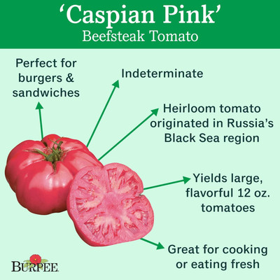 Qualtivate PUAS-8A Large Pink Beefsteak Slicing Tomato Seed(300 per packet)