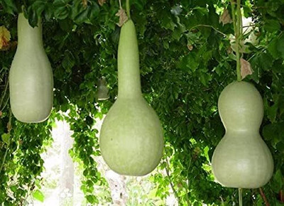 DIVINE SPONGE GOURD Seed(70 per packet)