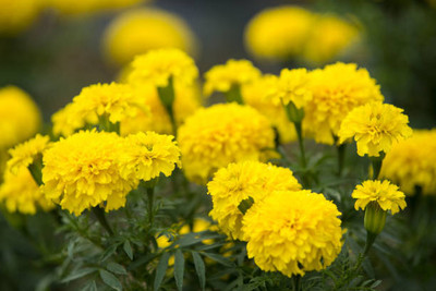 SIDDHARTH FISH FARM marigold/gende ka phool flower seeds Seed(50 per packet)