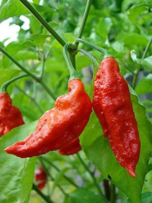 KNESSiN Rocoto Aji Largo Chilli Seed(200 per packet)
