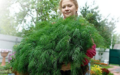CYBEXIS VVI-89 - Dill - Hera Organic - (2250 Seeds) Seed(2250 per packet)