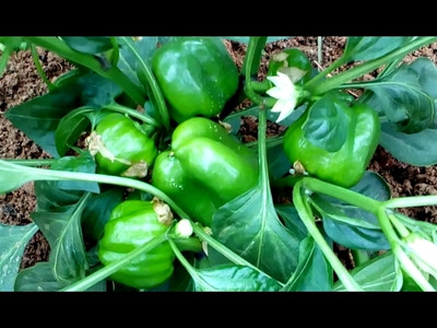 XOLDA Capsicum vegetable Seed(1 per packet)