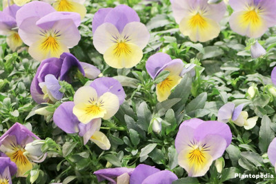 Mozette Viola flower Seed(12 per packet)