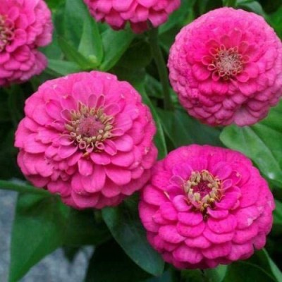 VibeX XL-46 - Elegans Pink Zinnia Flower - (30 Seeds) Seed(30 per packet)