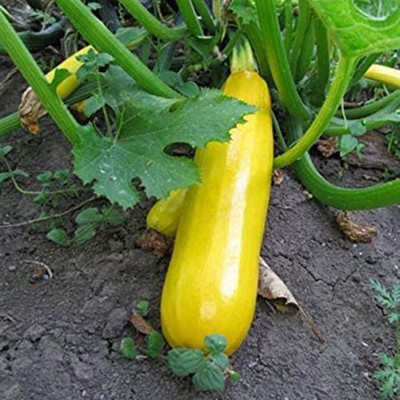 KNESSiN Zucchini Seed(100 per packet)