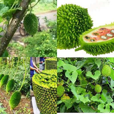 ibains Hybrid spine gourd plant seed biij 5 Seed(5 per packet)
