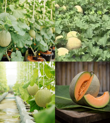 ibains Cantaloupe seeds for planting beez 26 Seed(26 per packet)