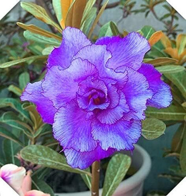 Qualtivate NBIR-556 Mixed Adenium Desert Rose Seeds Seed(30 per packet)