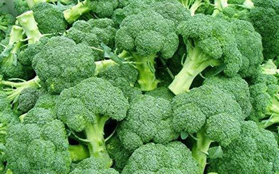 VibeX GBPUT-44 - Winter Broccoli - (1350 Seeds) Seed(1350 per packet)