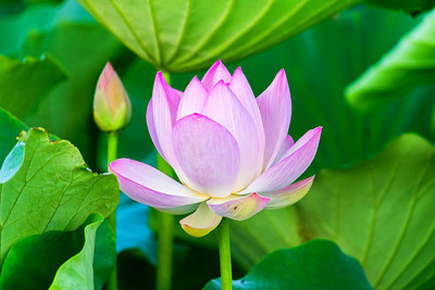 Around Creation lotus,kamal gatta Seed(10 per packet)