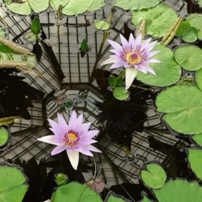 VibeX ® LXI-291 Purple Nymphaea Colorata Water Lilies Seed(25 per packet)