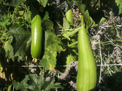 UGRA Luffa Sponge Gourd Seed(60 per packet)