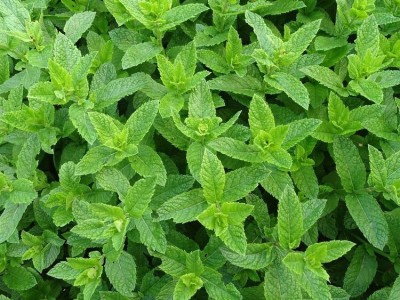 Quentova Organic Peppermint / Mentha piperita / Organic mint herb-UK-9D Seed(200 per packet)