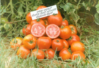CYBEXIS Arka Abhijit Tomato Variety2000 Seeds Seed(2000 per packet)