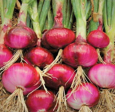 Quentova Ruby Red Onion-RAJ-9S Seed(300 per packet)