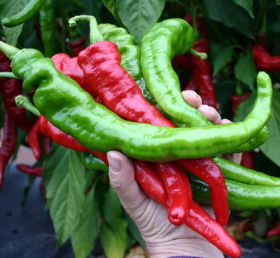 Qualtivate HUA-4A Cayenne Mesilla Red Chilli Seed(300 per packet)