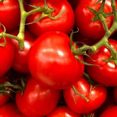LPR TOMATOO,TAMATARR Seed(30 per packet)