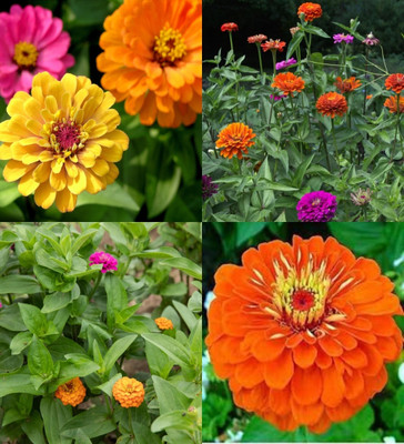 ibains zinnia double mix seed beez 20 Seed(50 per packet)