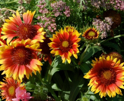 WATIKA Gaillardia aristata Blanket flower Seed(70 per packet)