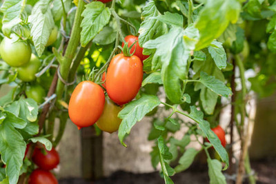 Cloud Farm tomato Seed(25 per packet)