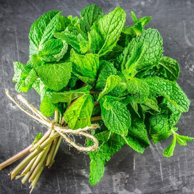 CYBEXIS HUA-82 - Spearmint - (1350 Seeds) Seed(1350 per packet)