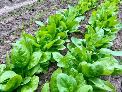 AFARTIOBINA 47 PCS SPINACH SEEDS-A02 Seed(47 per packet)