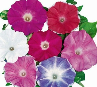 CEYA Japanese Morning Glory *MIXED* Ipomoea Nil Seed(40 per packet)