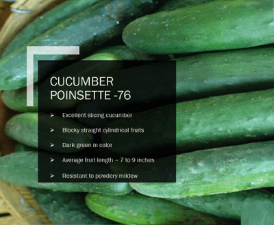 VibeX CUCUMBER POINSETTE -76 SEEDS(1000 Seeds) Seed(1000 per packet)