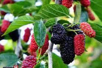 Oliver mulberry(shahatoot) fruit seeds Seed(77 per packet)
